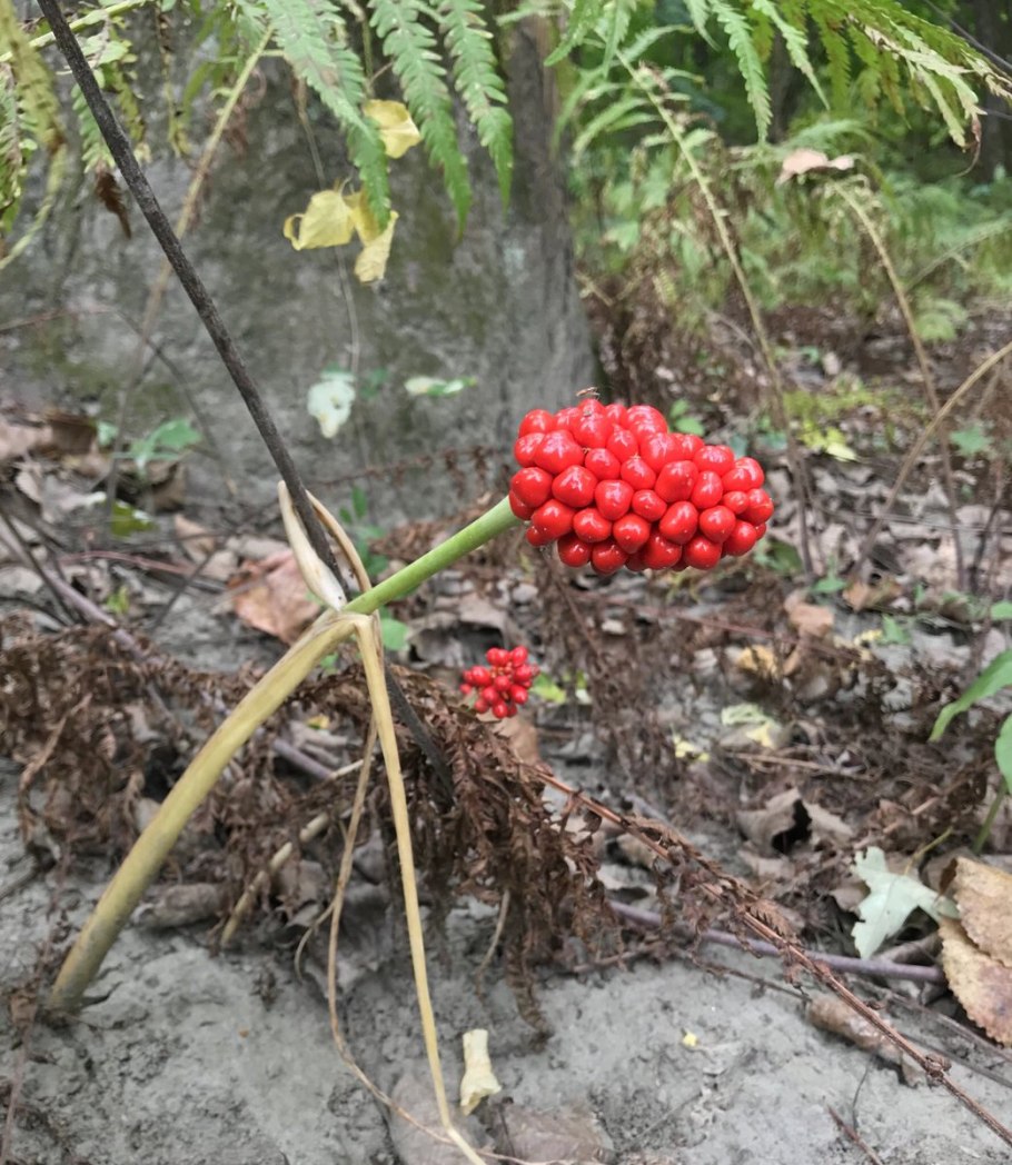 Аризема лопастная