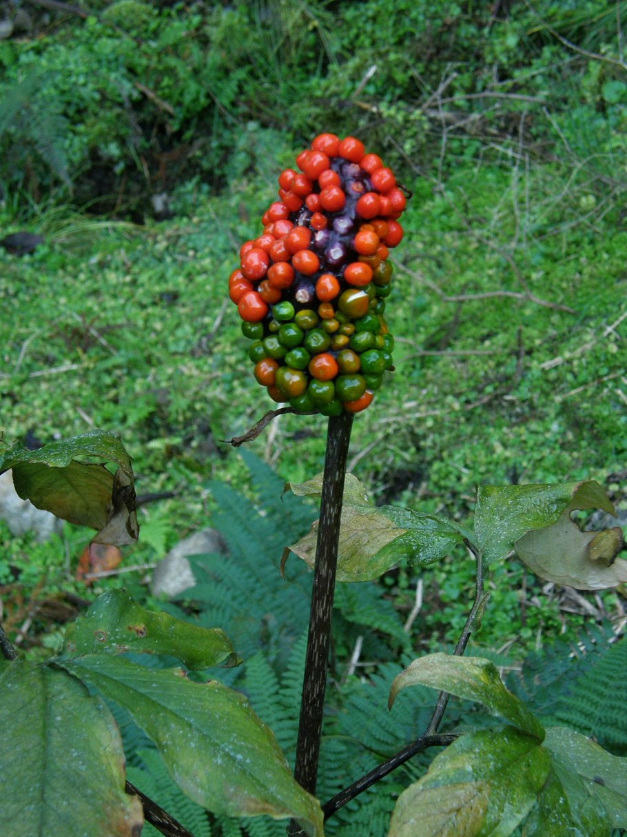 Купена цветок и Аризема