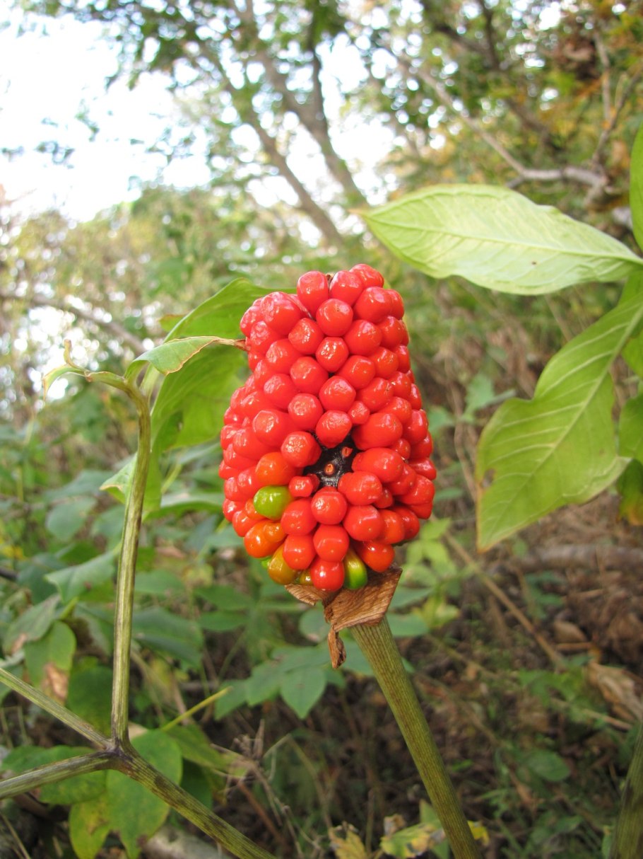 Аризема рувензорская