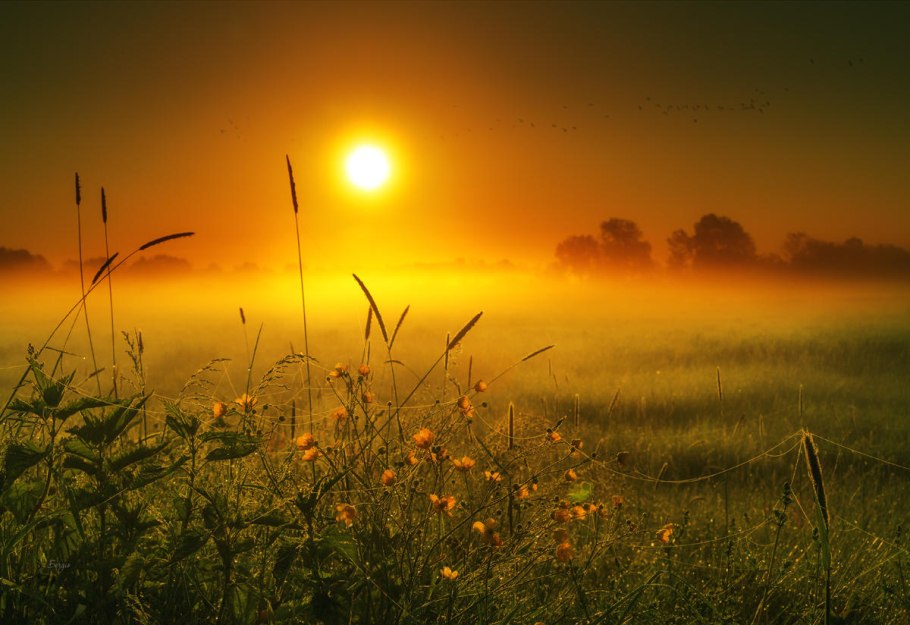 Рассвет в поле