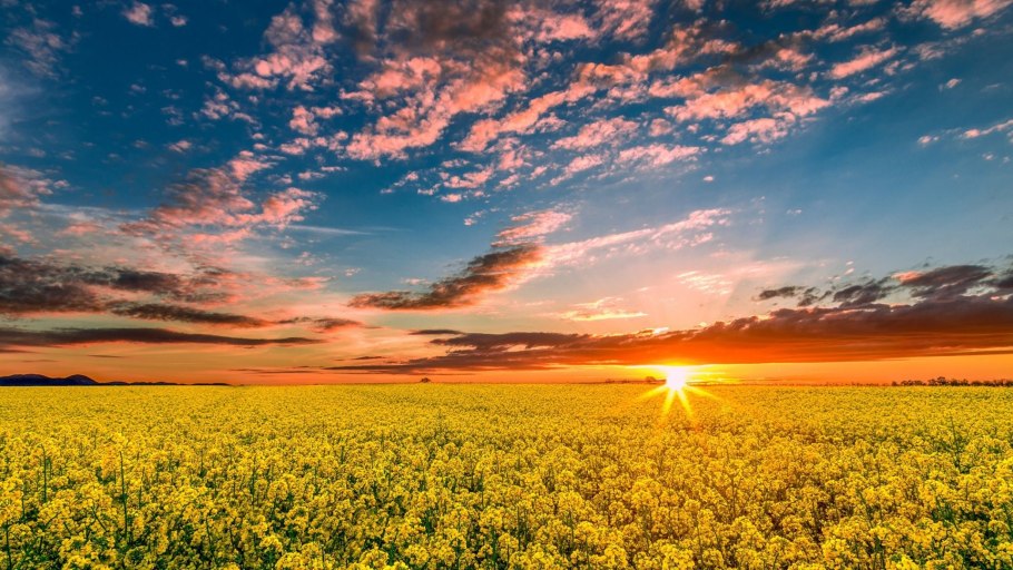 Красивое поле