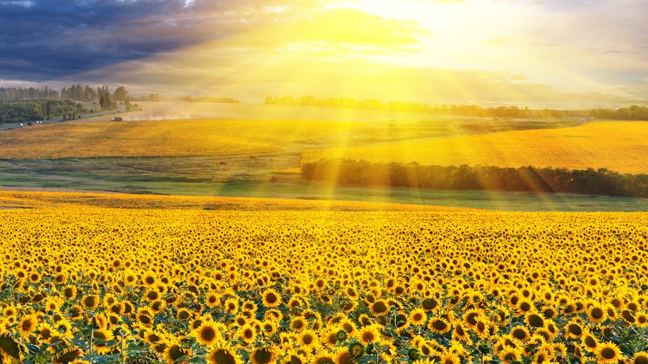 Красивое поле подсолнухов