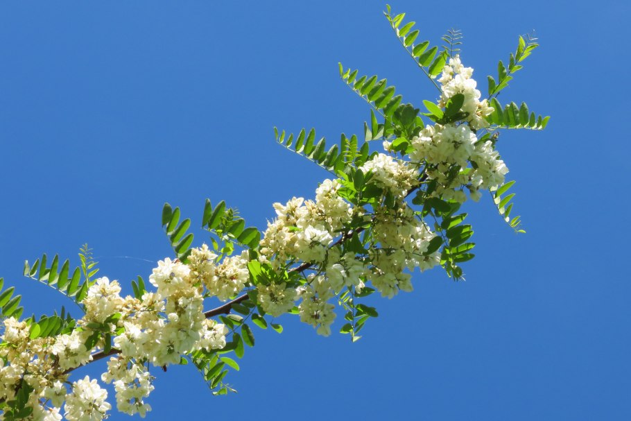 Маньчжурский орех цветение