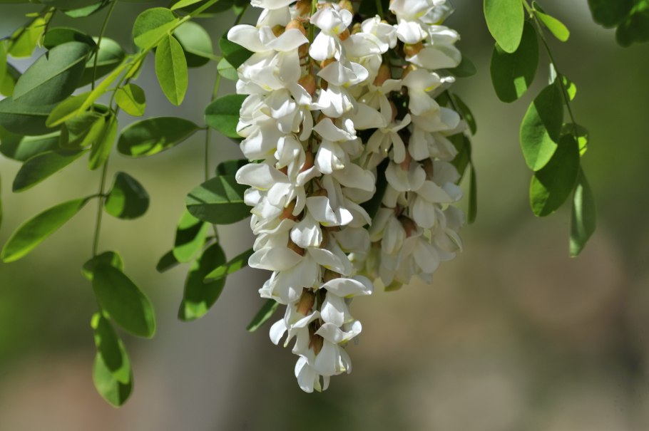 Акация пальмовидная