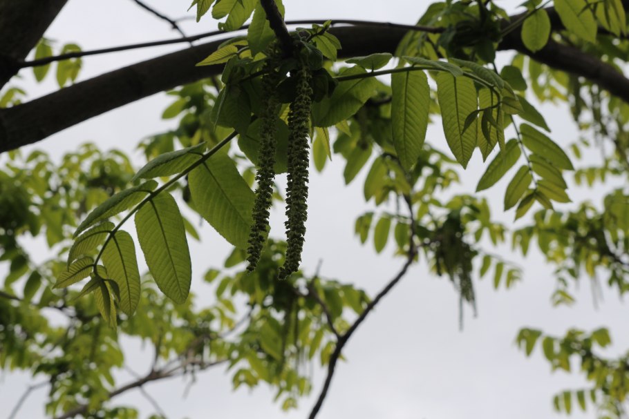 Камедь сенегальской акации