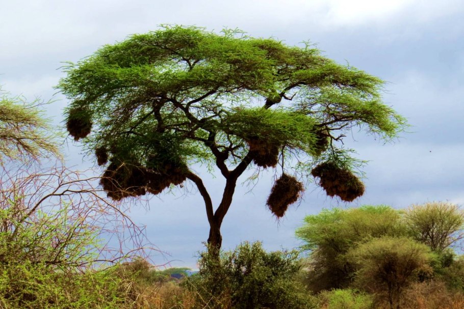 Трехлистная Акация