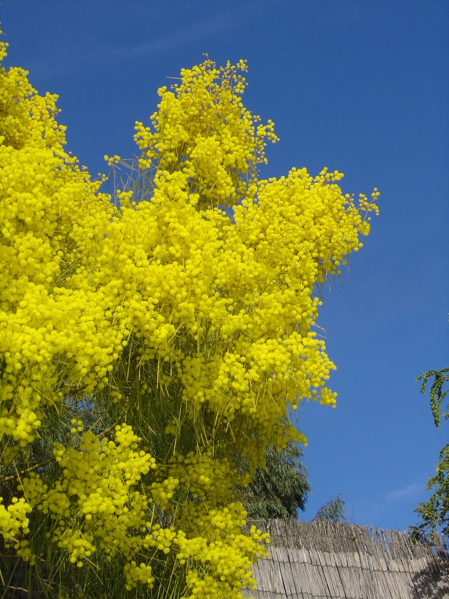 Ложная Акация Робиния