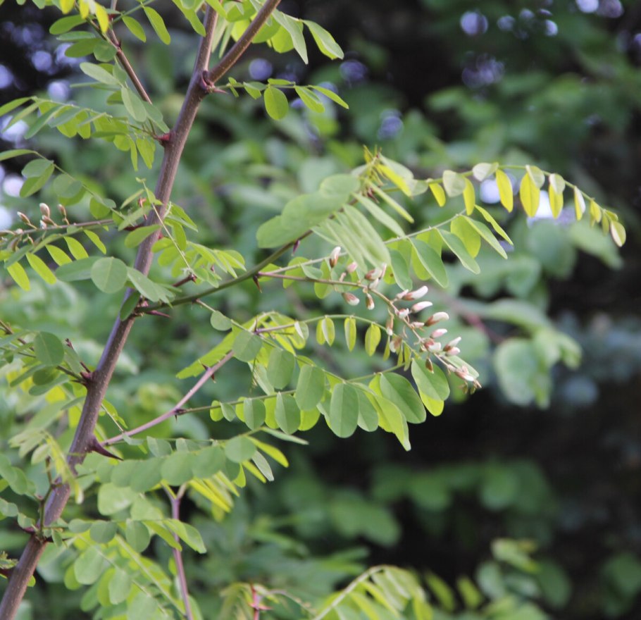 Акация пальмовидная