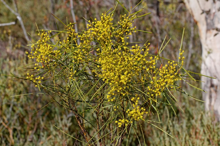 Акация катеху