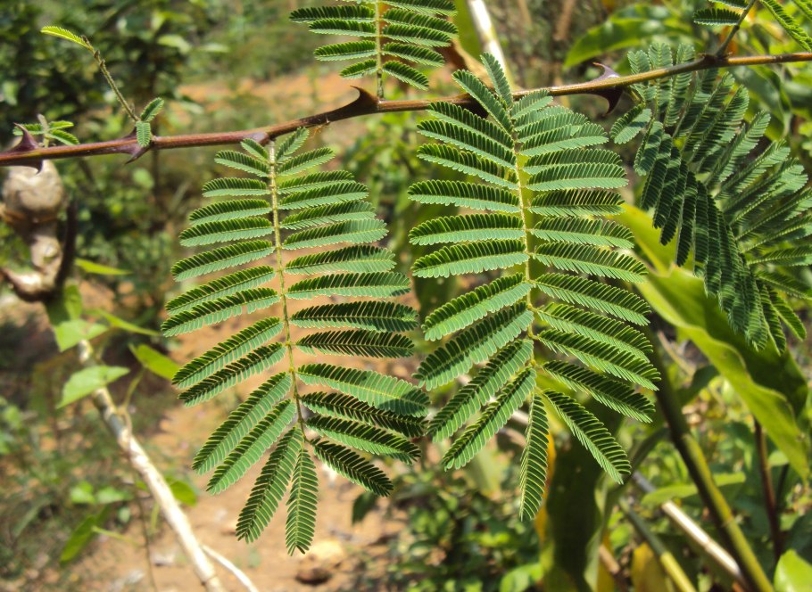 Акация Фарнеза (Acacia Farnesiana).