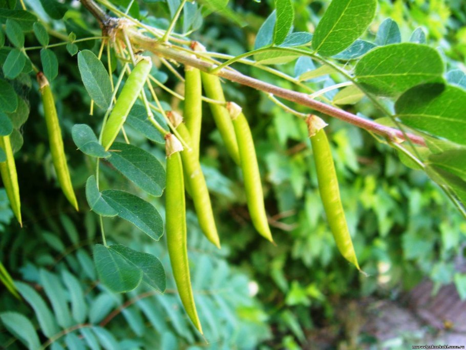 Акация безлистная