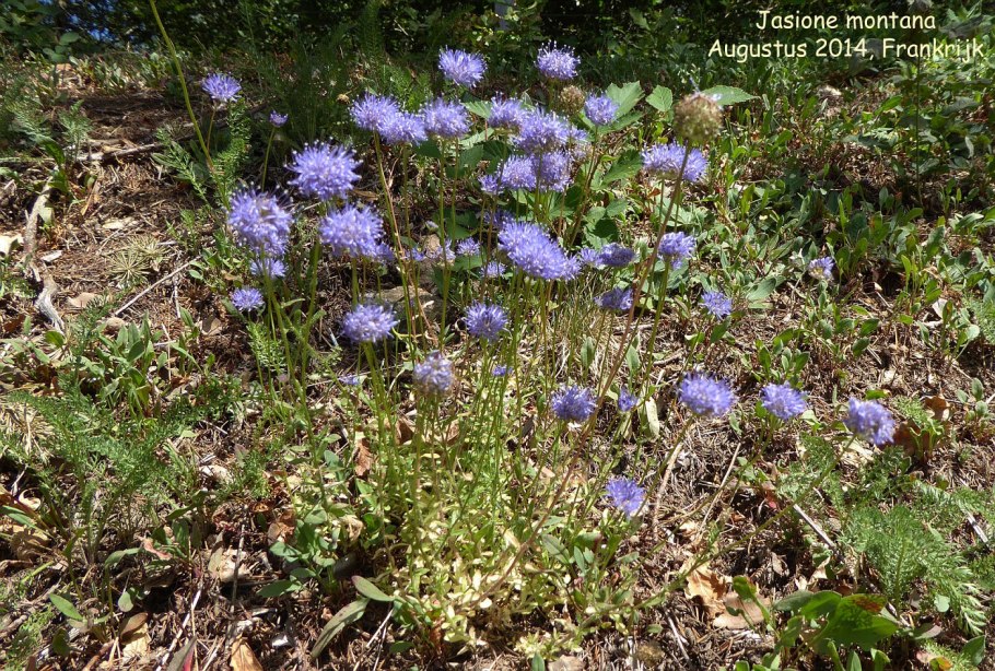 Jasione Montana Овечка