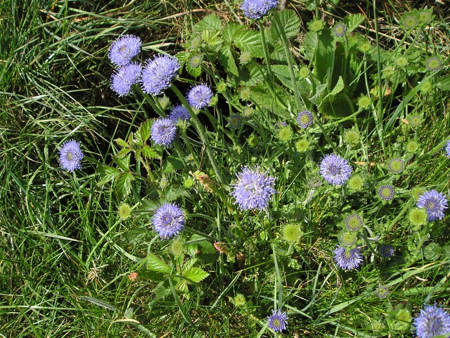 Букашник горный (Jasione Montana l.)