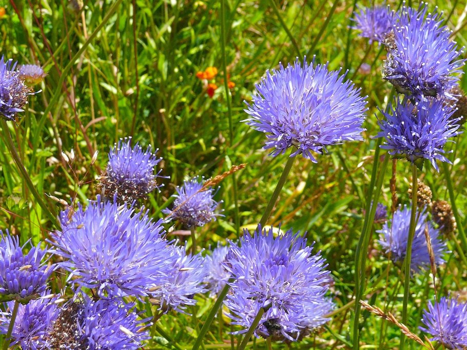 Букашник многолетний (Jasione laevis)