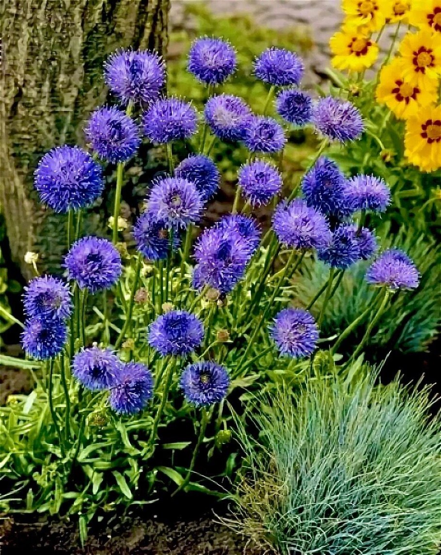 Букашник многолетний