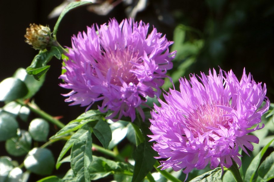 Василек садовый многолетний подбеленный