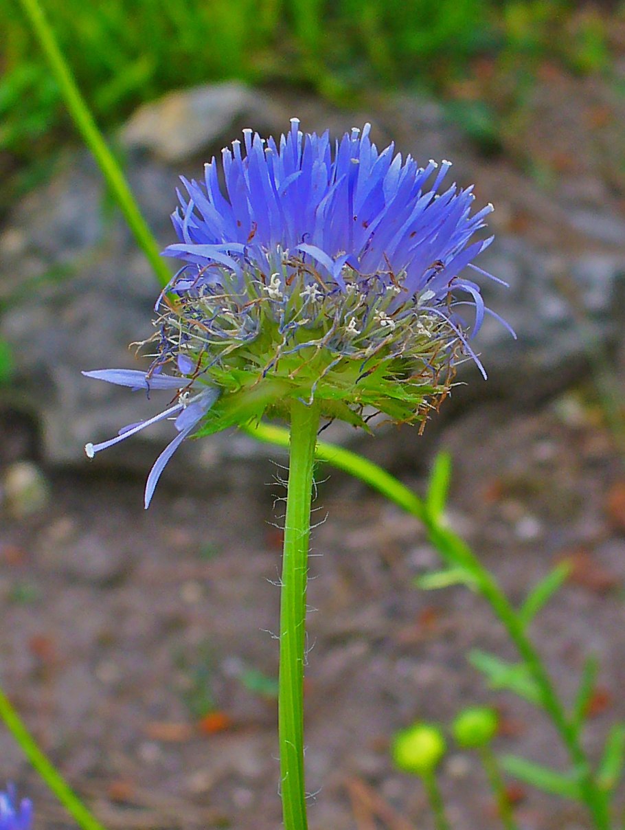 Букашник Лукашка