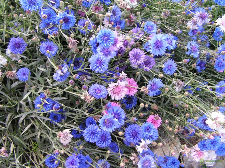 Глобулярия Альба