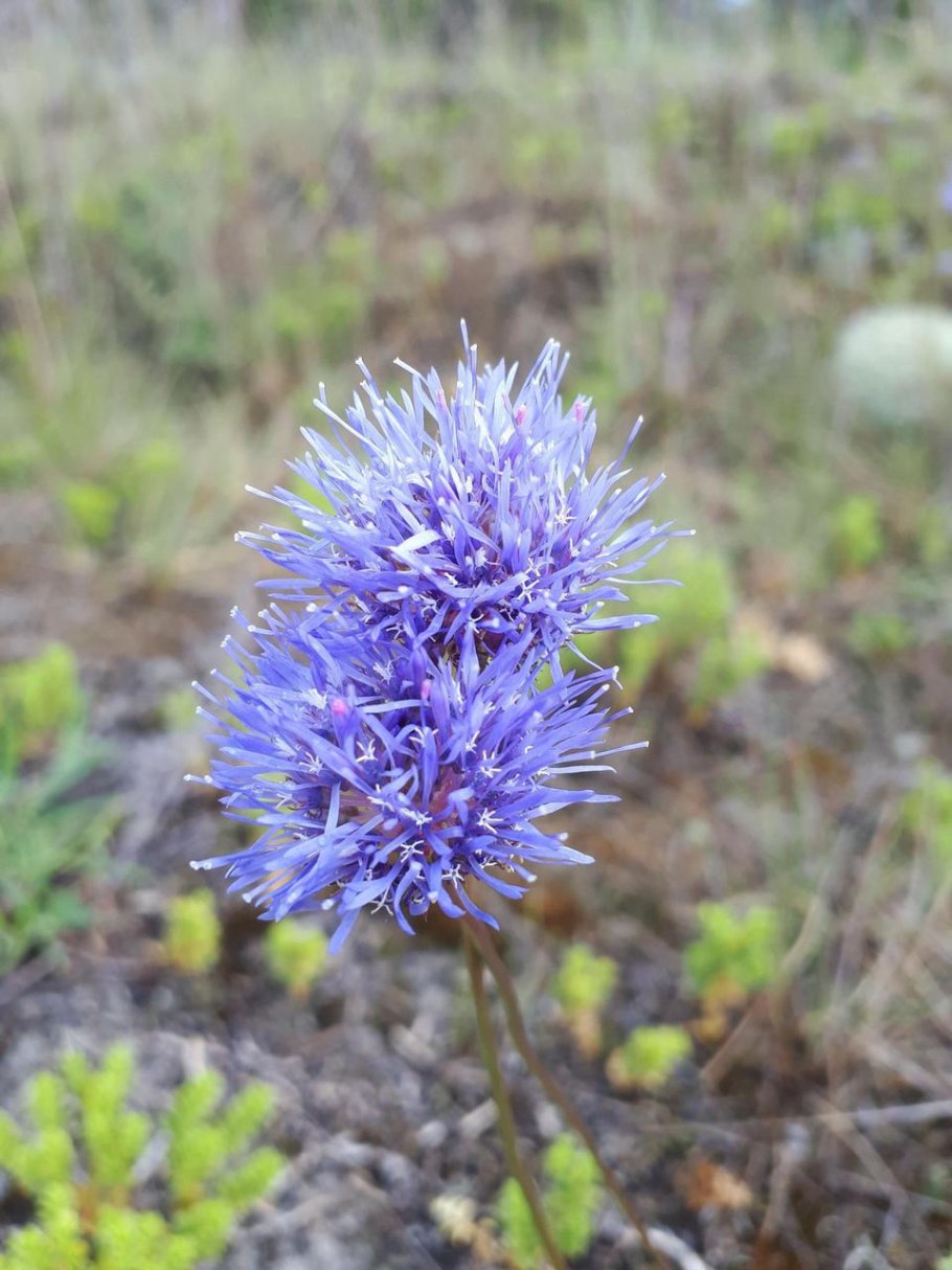 Букашник многолетний Блаулихт