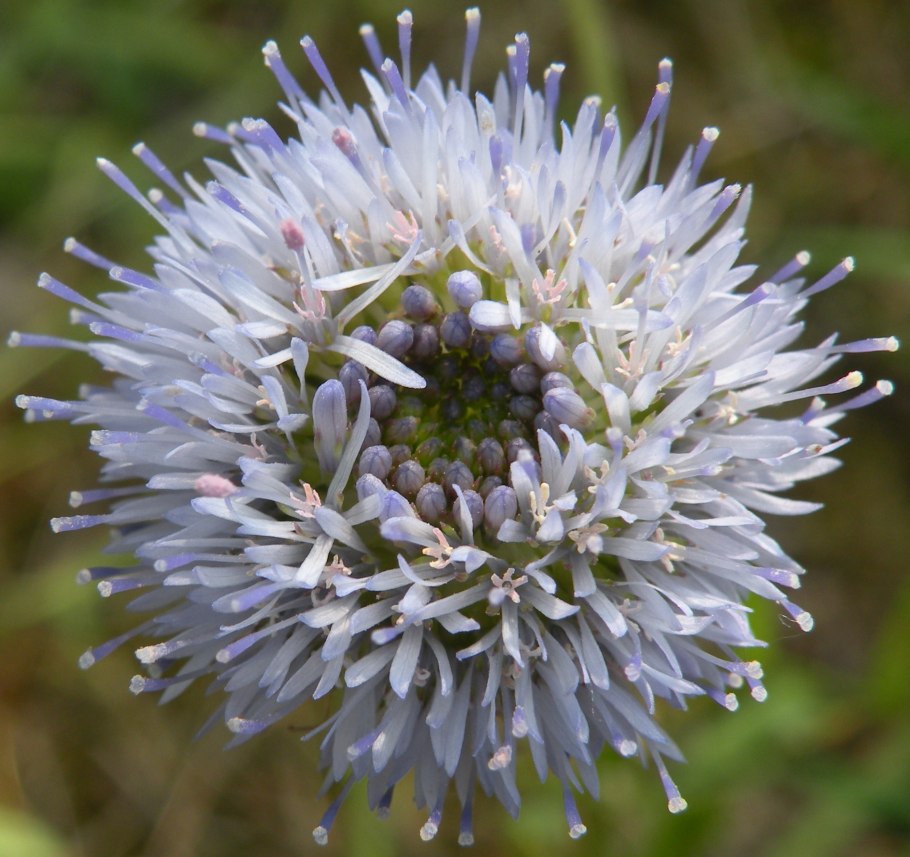 Букашник многолетний "Blaulicht" (Jasione laevis)