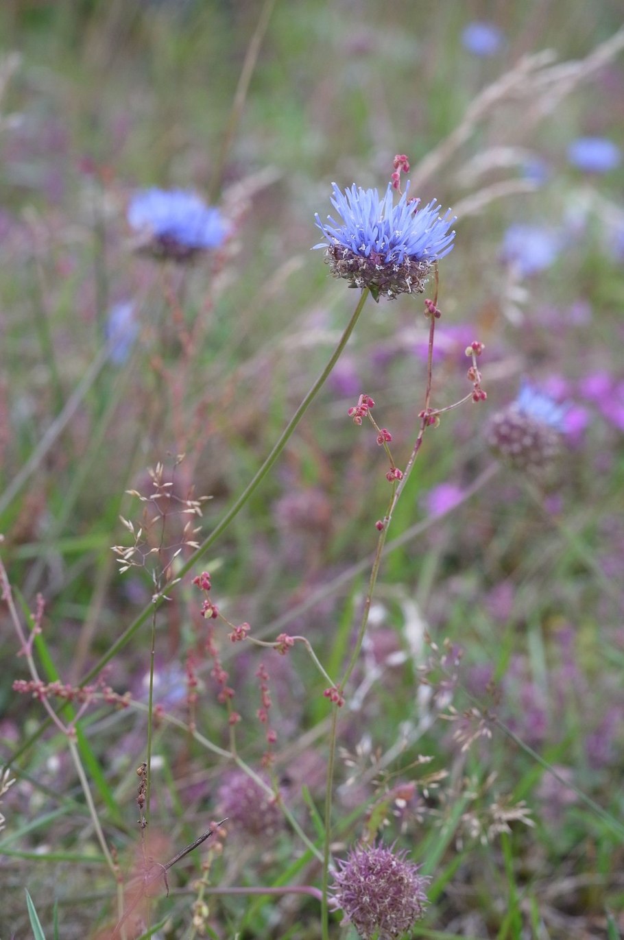 Букашник горный (Jasione Montana l.)