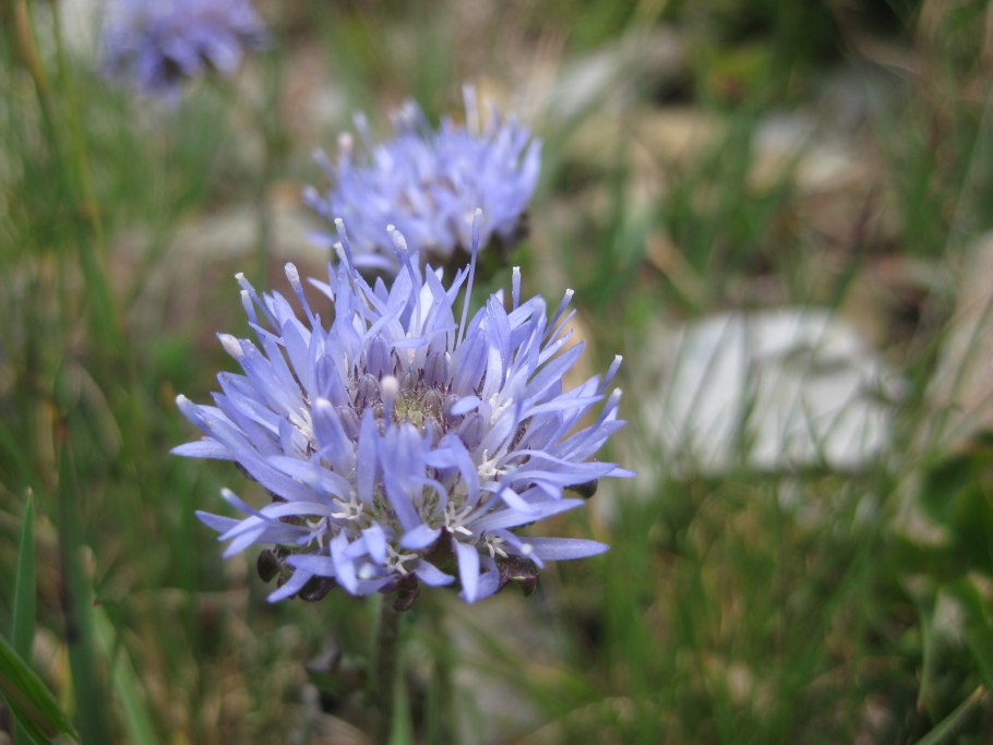 Букашник горный (Jasione Montana l.)