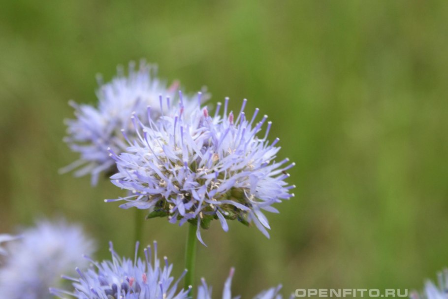 Букашник Хельдрейха