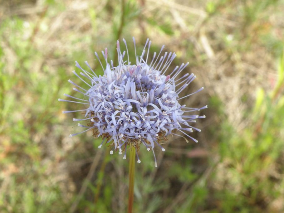 Букашник гладкий