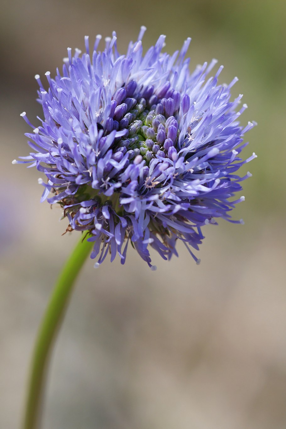 Букашник многолетний (Jasione laevis)