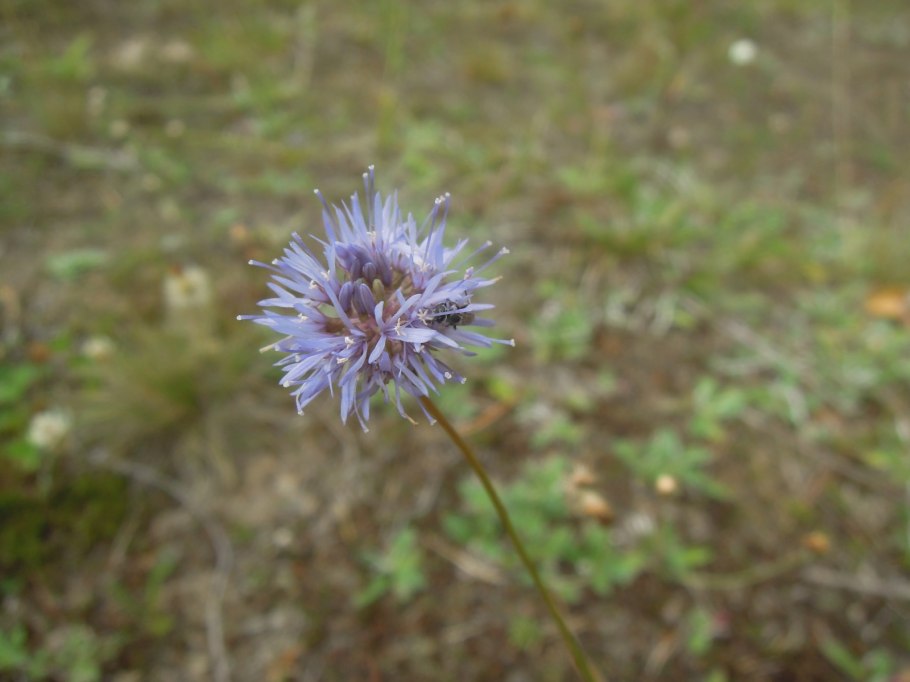 Букашник фото белый фон