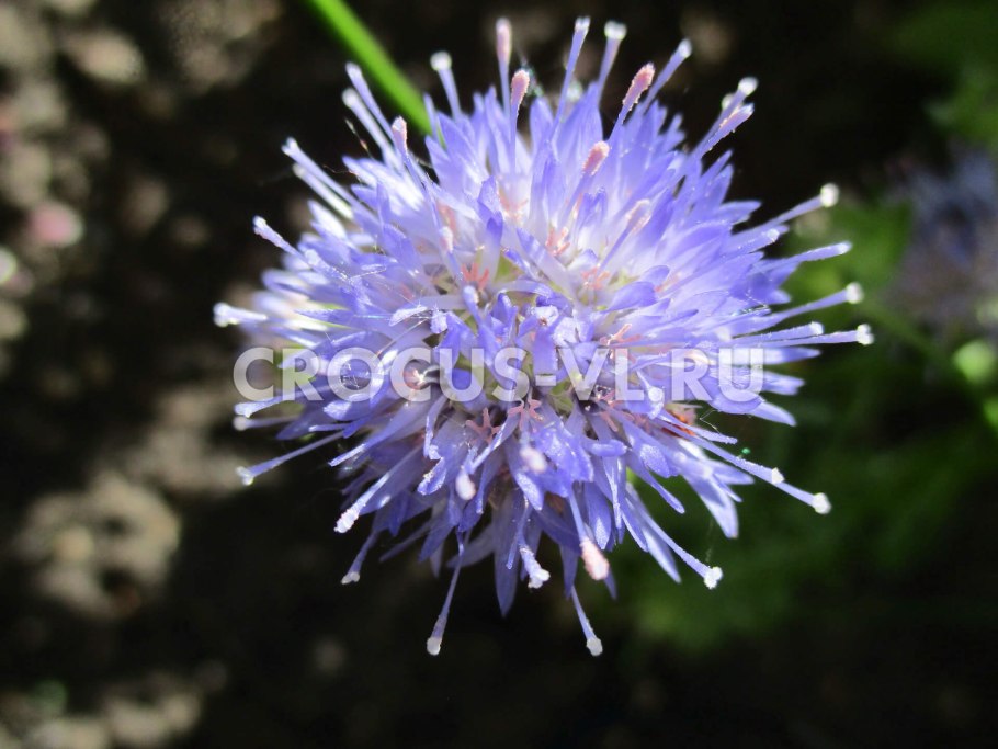 Цветок Букашник небесные лучи