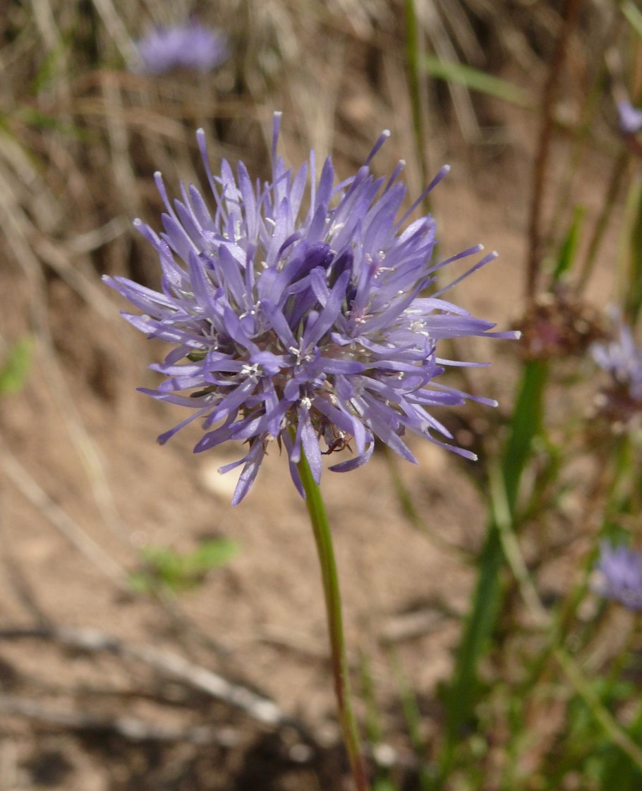 Букашник многолетний (Jasione laevis)