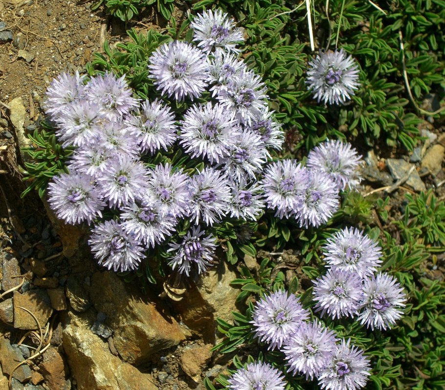 Букашник "Blaulicht"