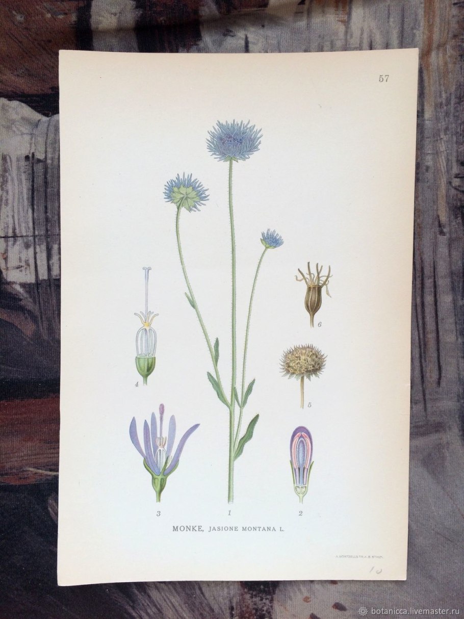 Букашник горный гербарий