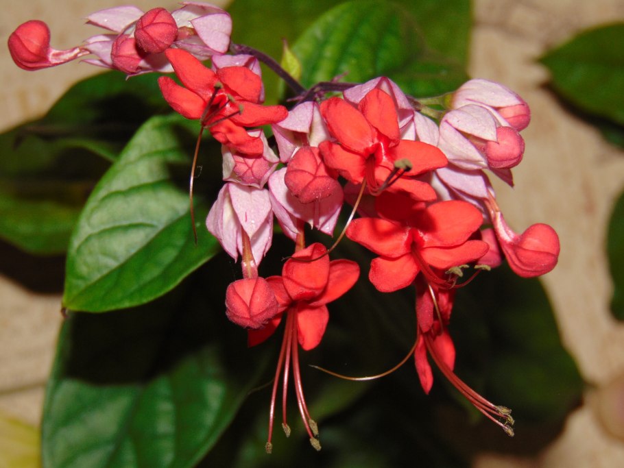 Клеродендрум splendens