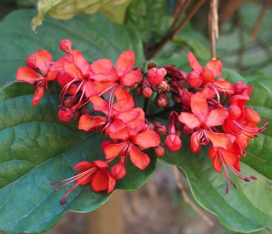Клеродендрум splendens