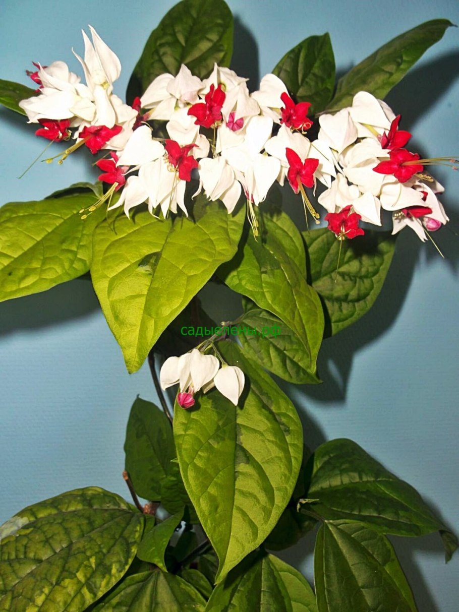 Клеродендрум Акулеатум