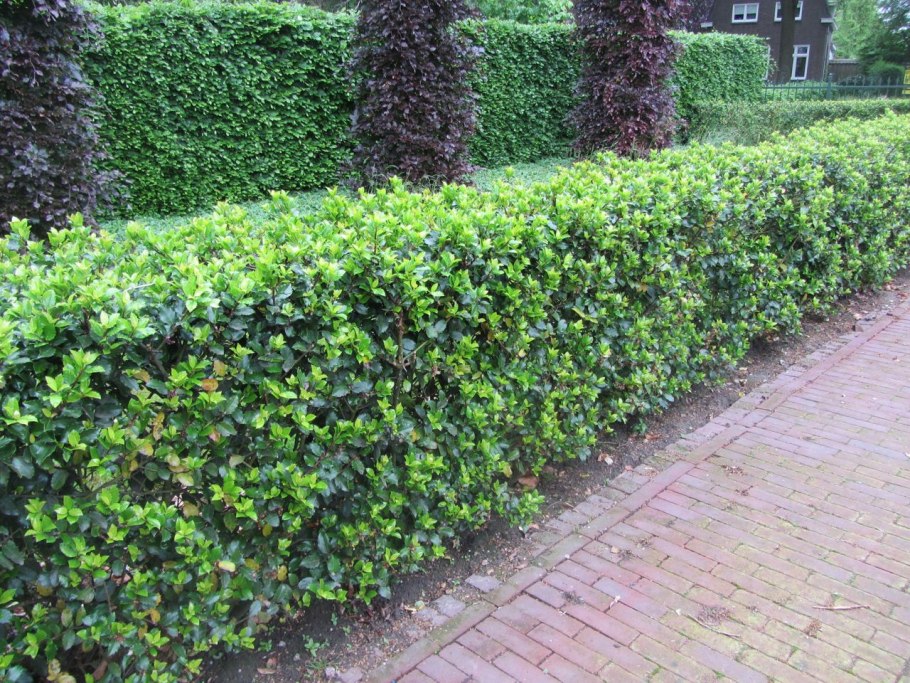 Cotoneaster lucidus изгородь
