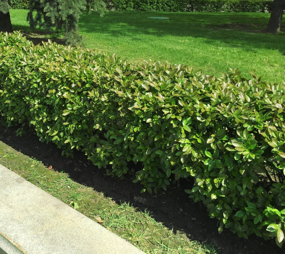 Cotoneaster lucidus изгородь