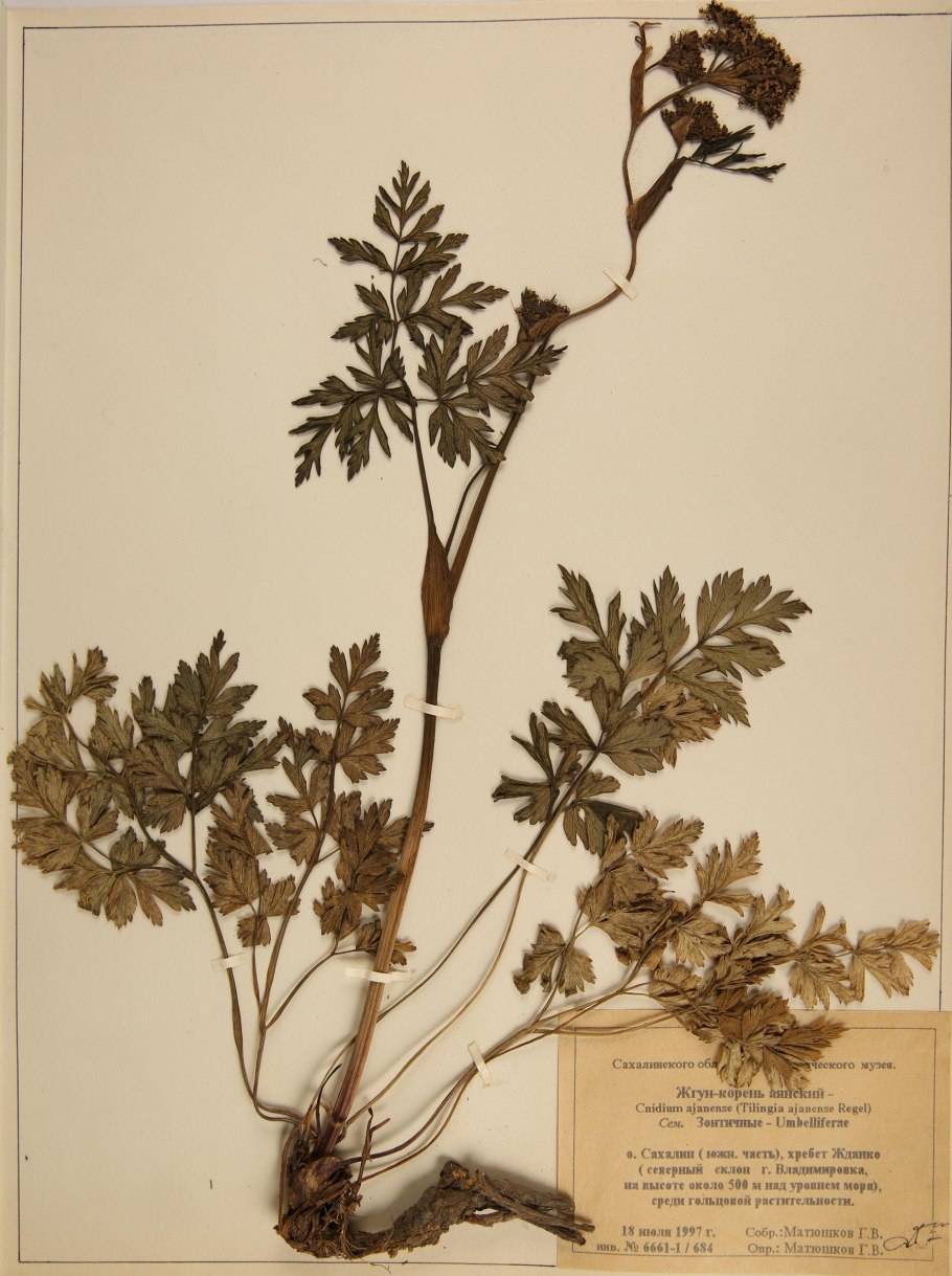 Жгун-корень книдиелистный