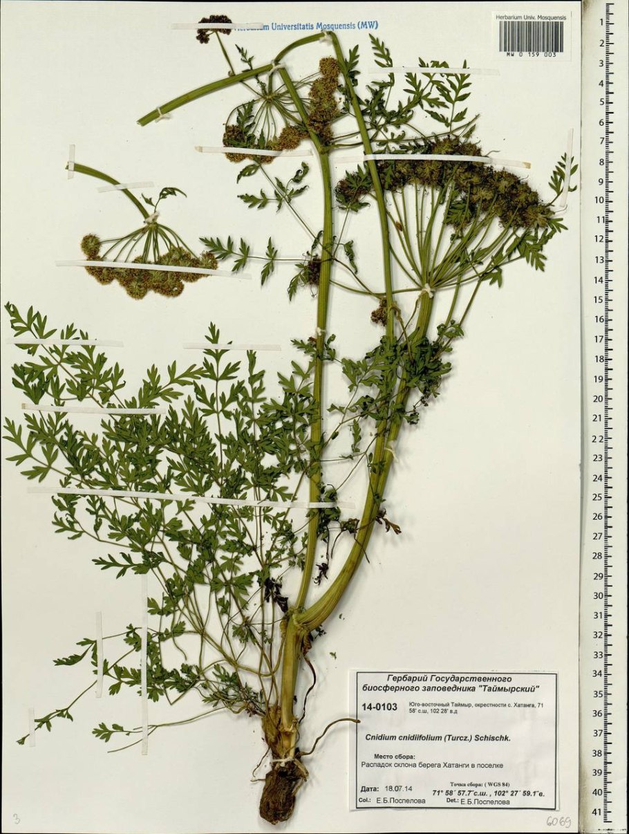 Жгун-корень книдиелистный