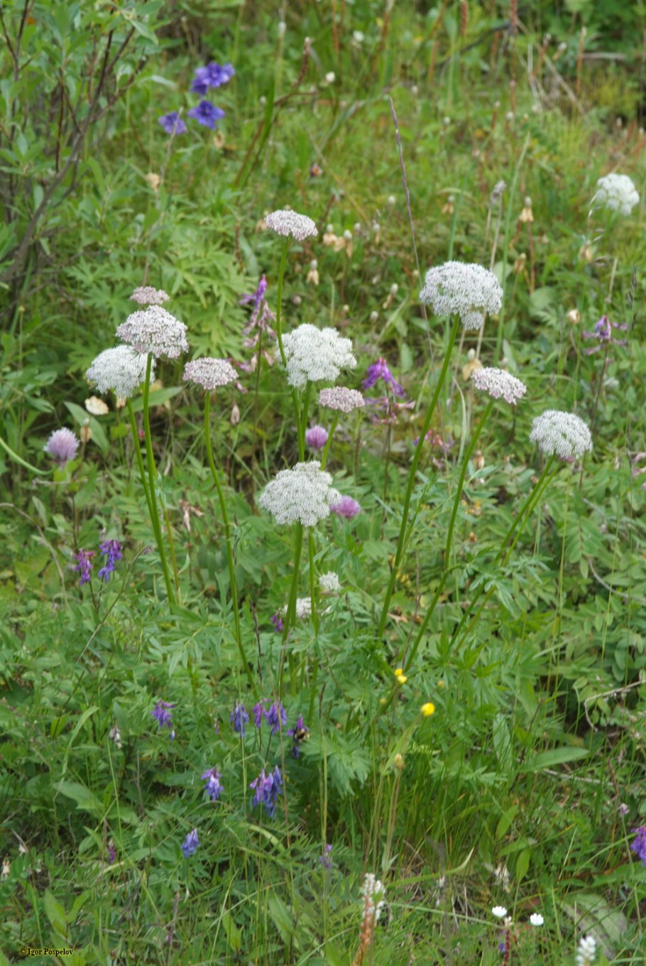 Кадения сомнительная или Жгун-корень сомнительный 3 лат Kadenia dubia