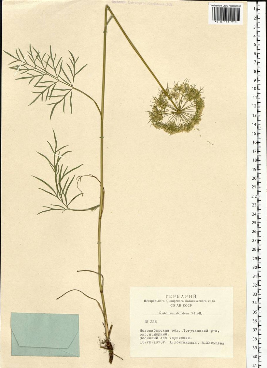 Кадения сомнительная Плантариум