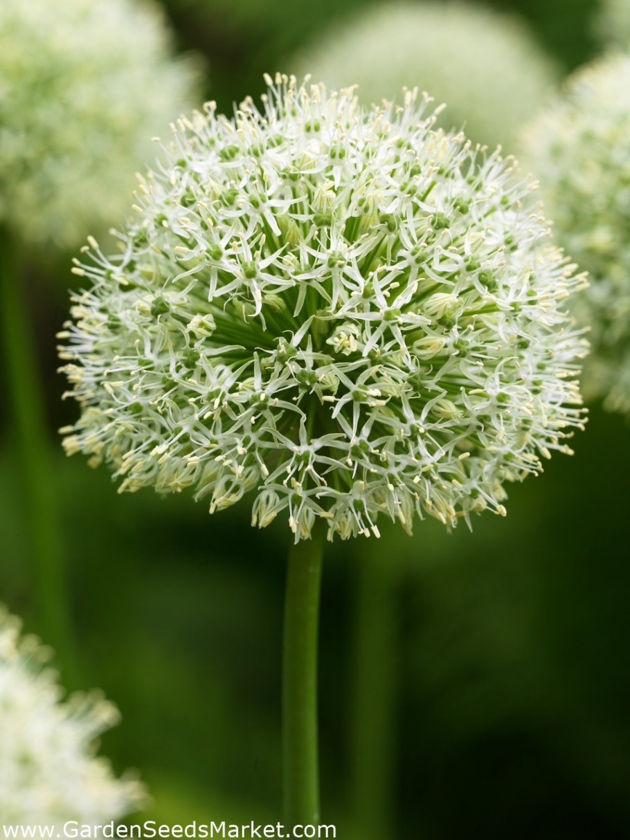 Жгун корень аптечный