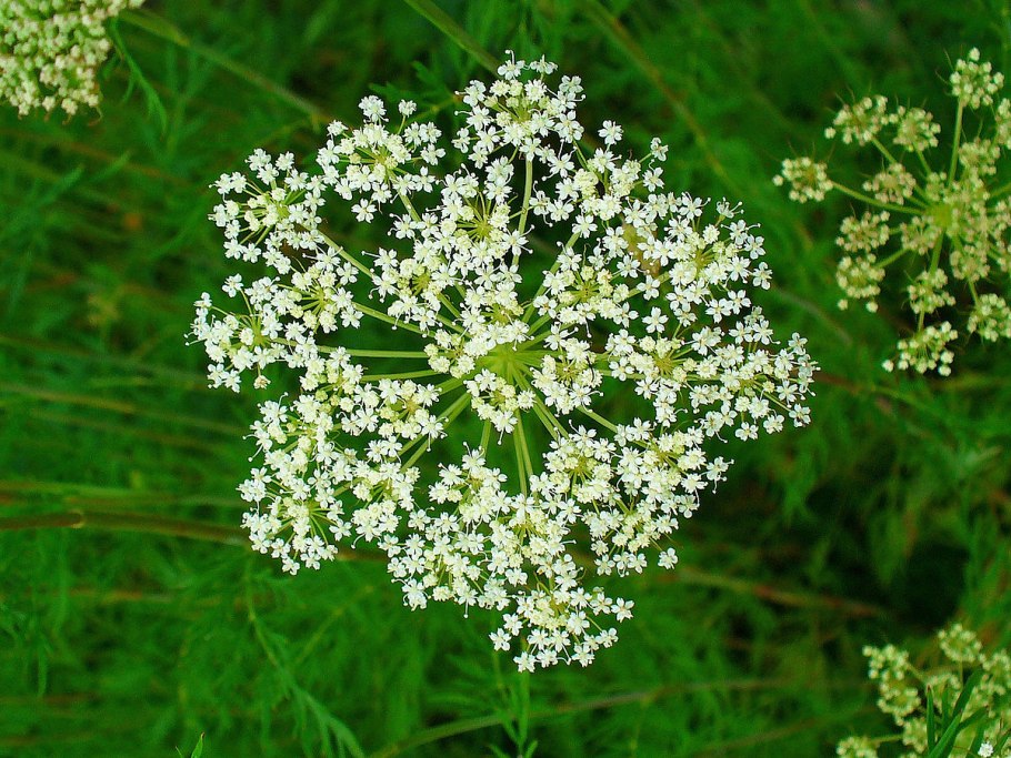 Плоды книдиума
