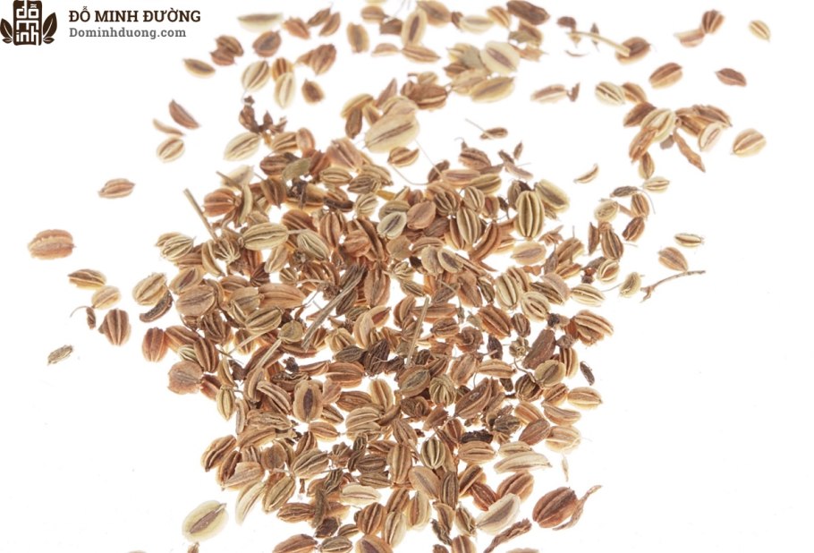 Жгун-корень книдиелистный