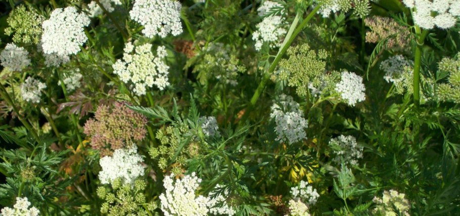 Жгун-корень Моннье