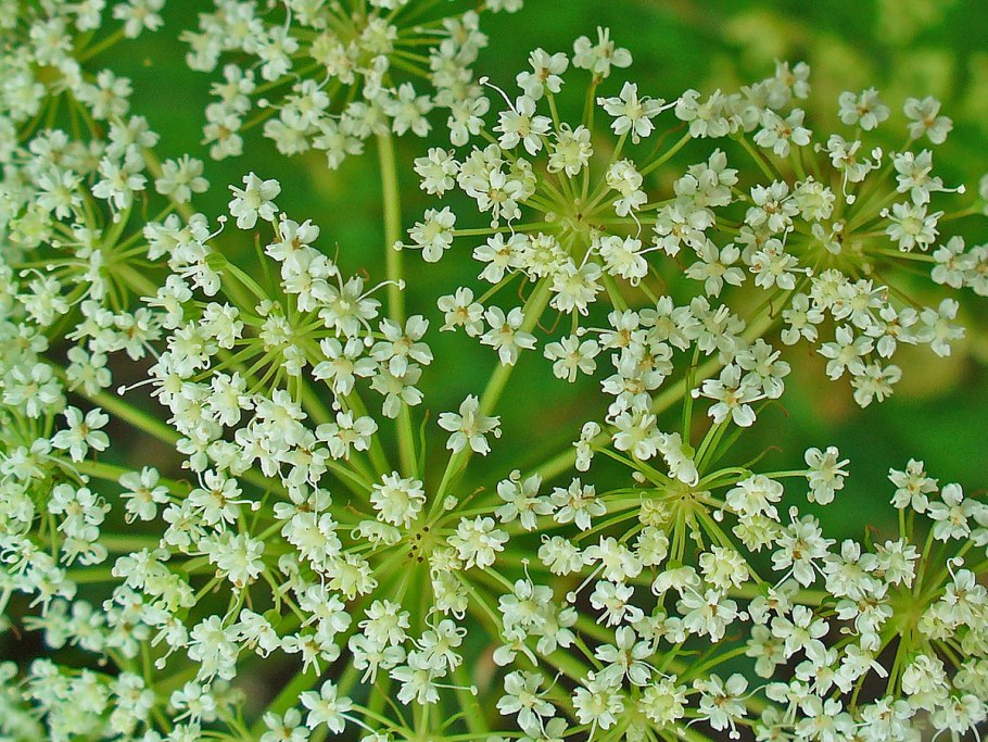 Кадения сомнительная жизненная форма