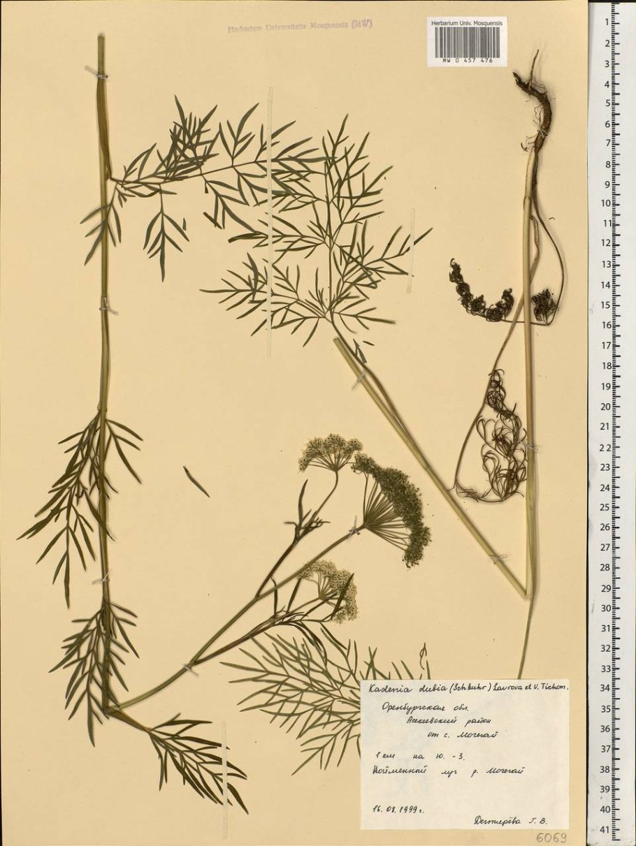 Жгун корень аптечный