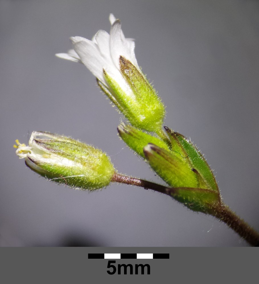 Материнская плата MSI 865gvm2-LS